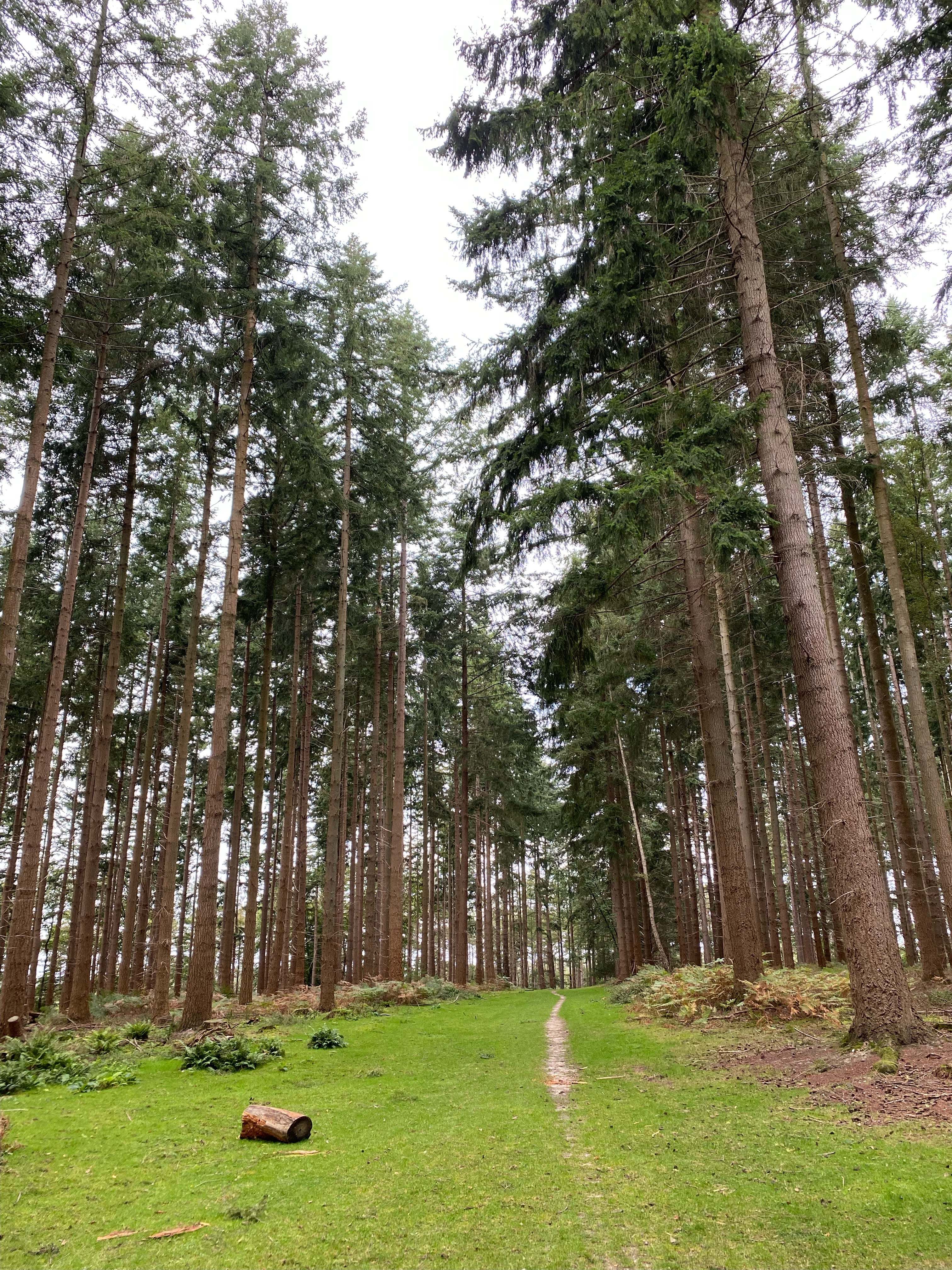 Our Forest