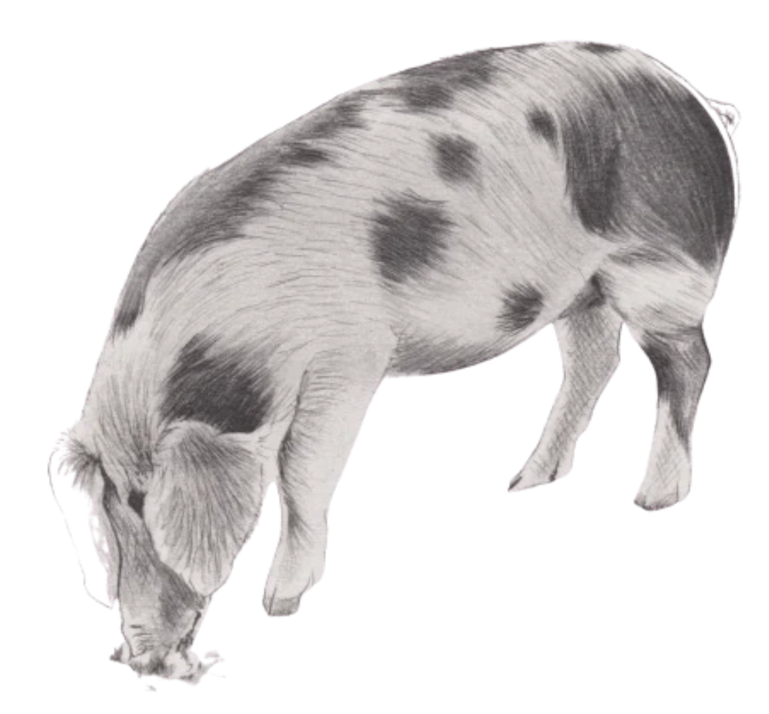 The pigs are out!