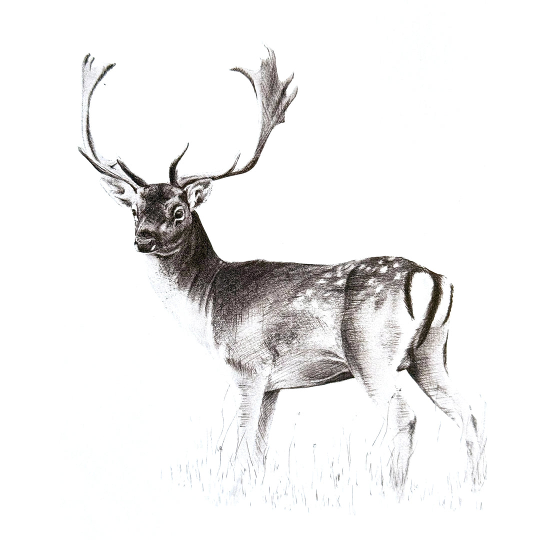 Greeting Card - Fallow Buck