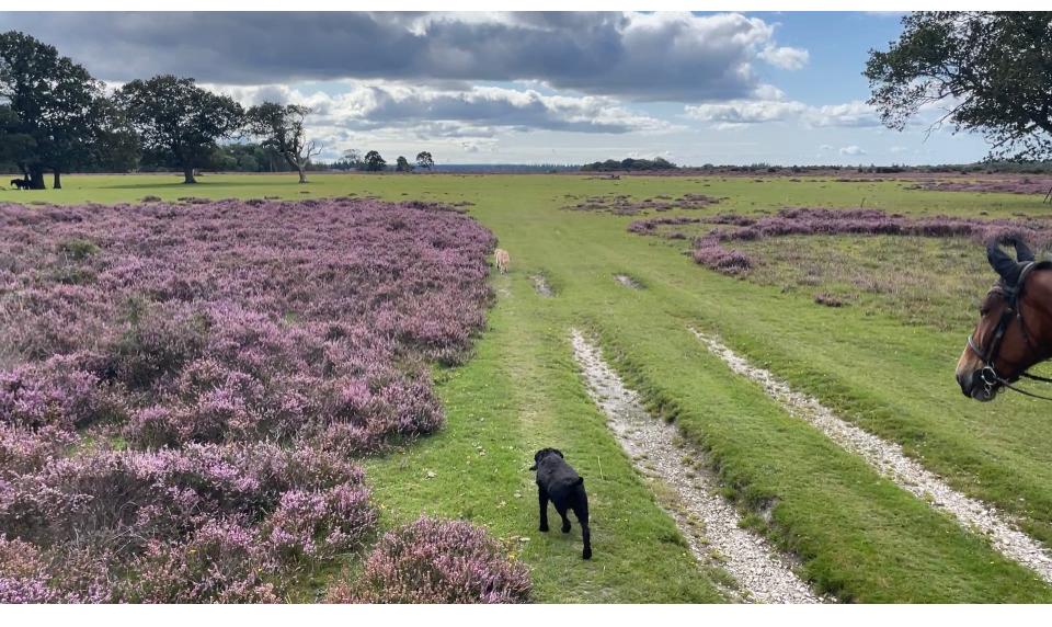 Beautiful Heather