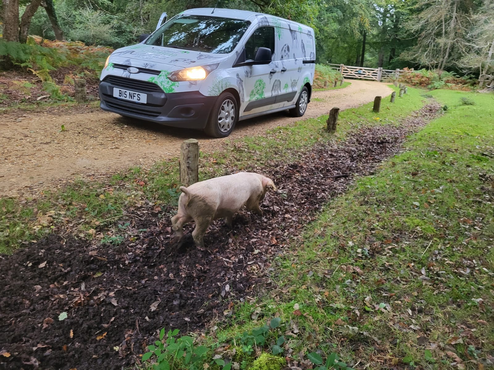 Pig alert!