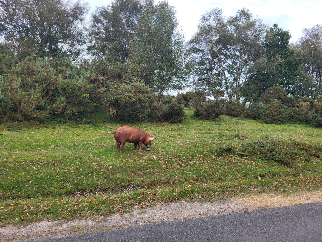 Pigs!
