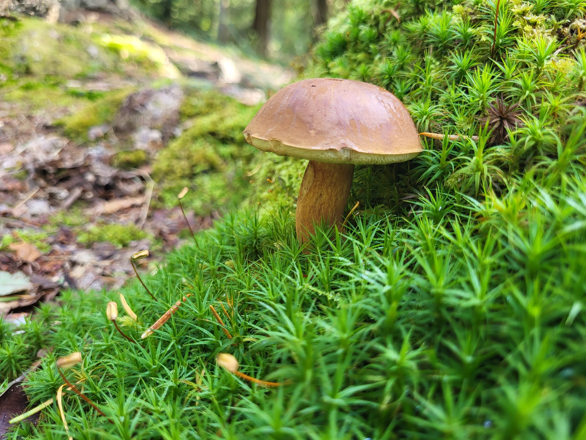 Fungi