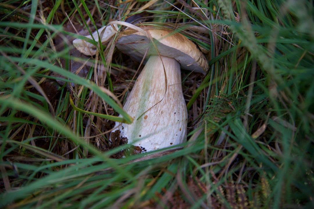 December 2025: "From A New Forest Inclosure” by Ian Thew