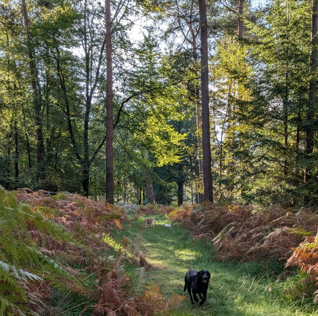 June 2026: "From A New Forest Inclosure” by Ian Thew