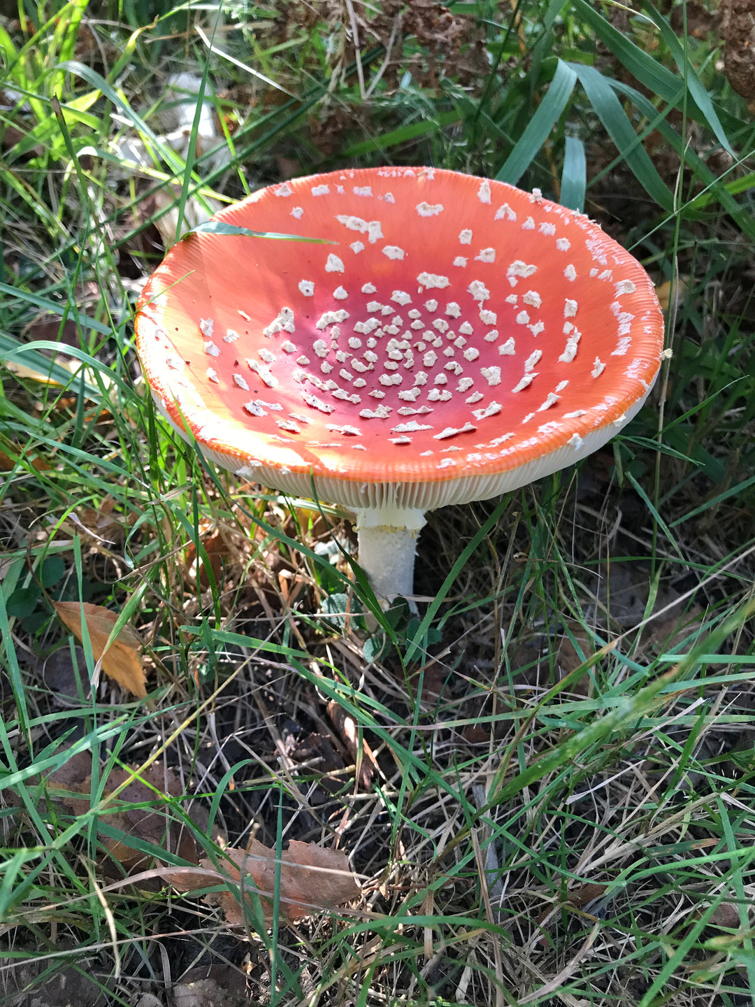 Mushroom season...