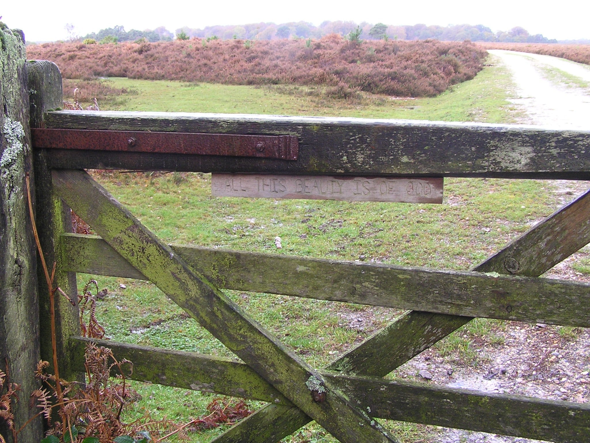 March 2026: "From A New Forest Inclosure” by Ian Thew