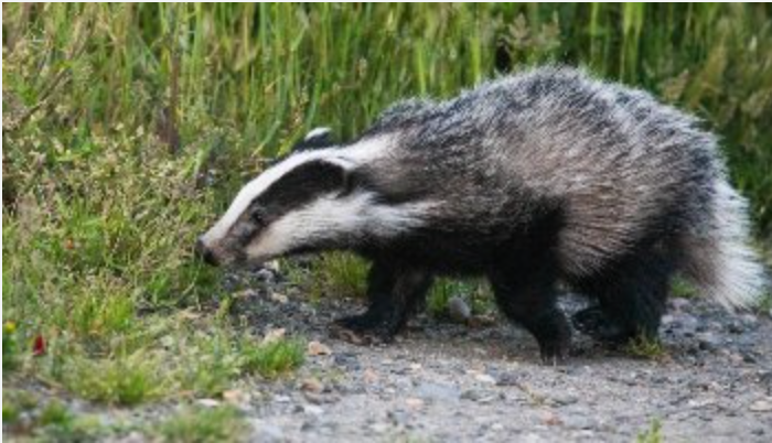 May 2023: "From A New Forest Inclosure” by Ian Thew