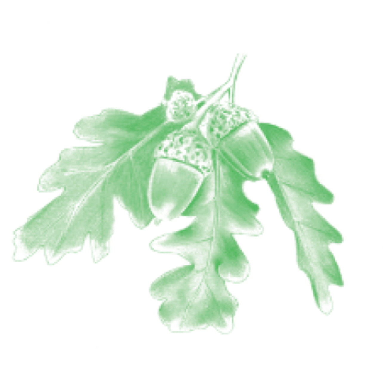 Acorns (Illustration by Will Drew)