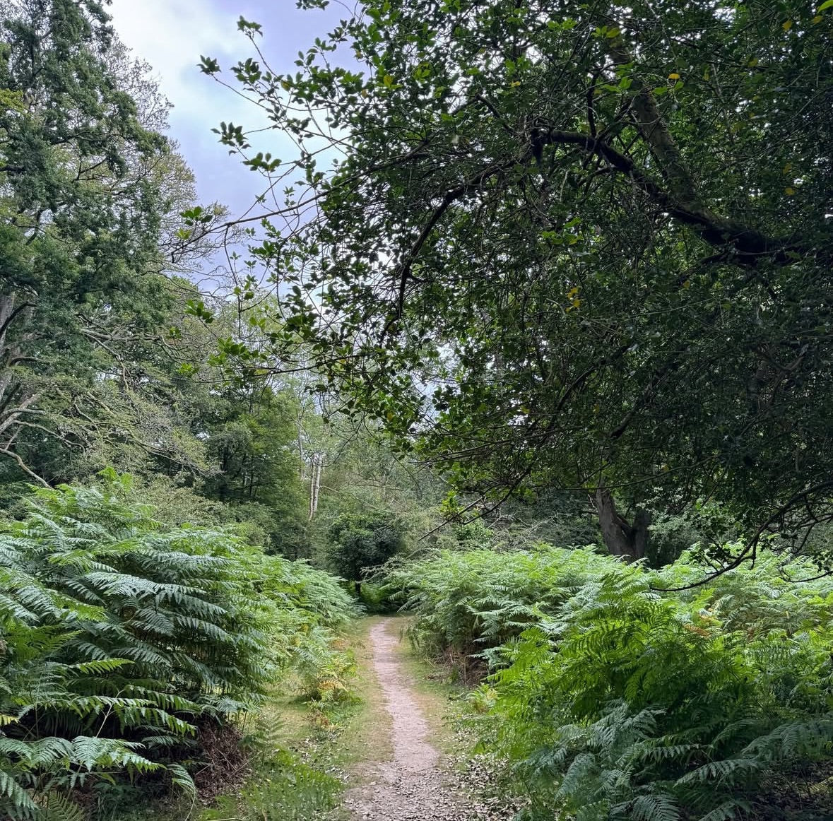 September 2026: "From A New Forest Inclosure” by Ian Thew