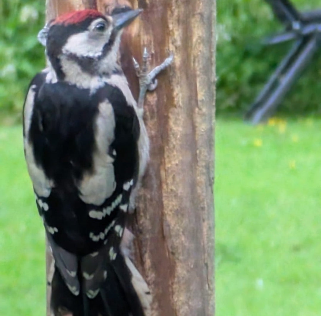 April 2026: "From A New Forest Inclosure” by Ian Thew