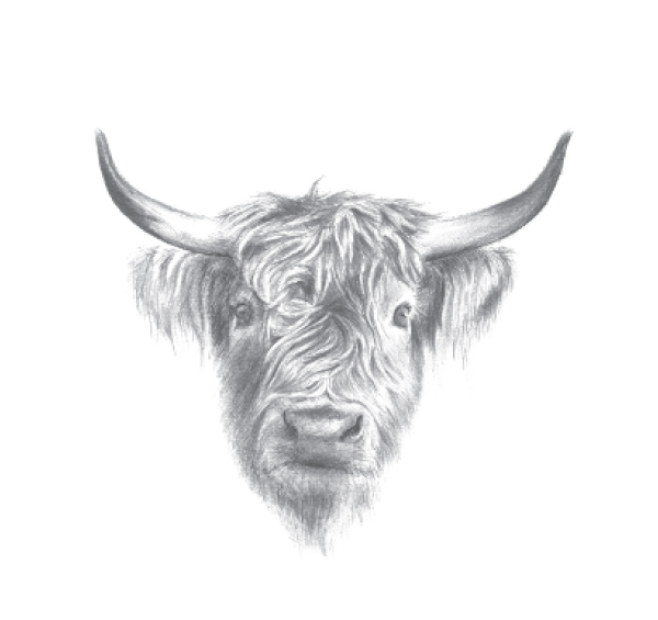Cattle (Illustration by Will Drew)