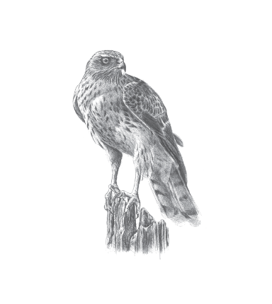 Goshawk (Illustration by Will Drew)