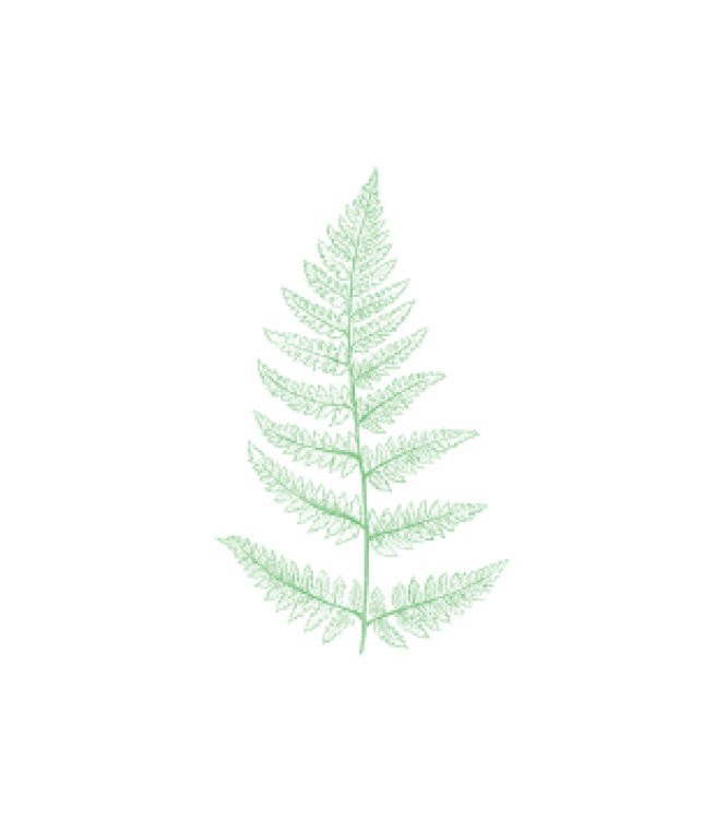 Ferns (Illustration by Will Drew)