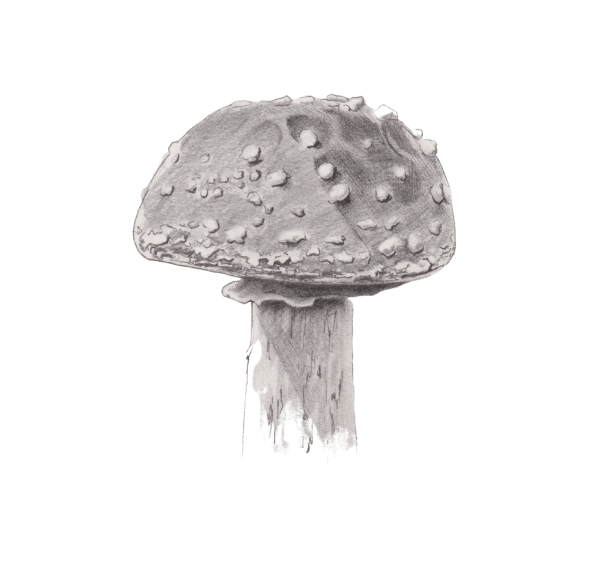 Fungi (Illustration by Will Drew)