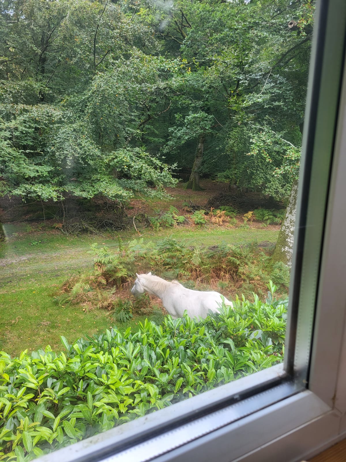 Scenes from our window