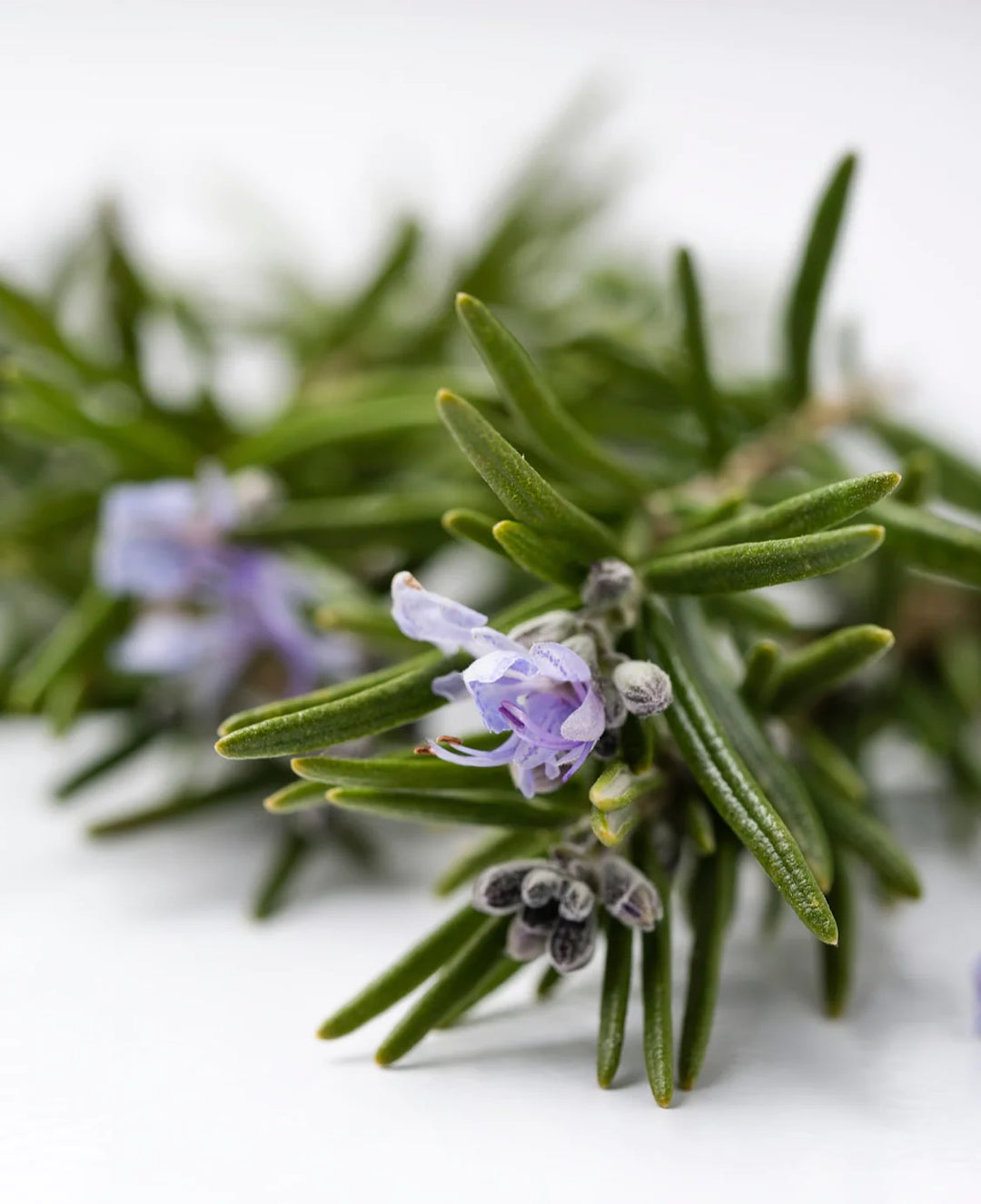 Rosemary
