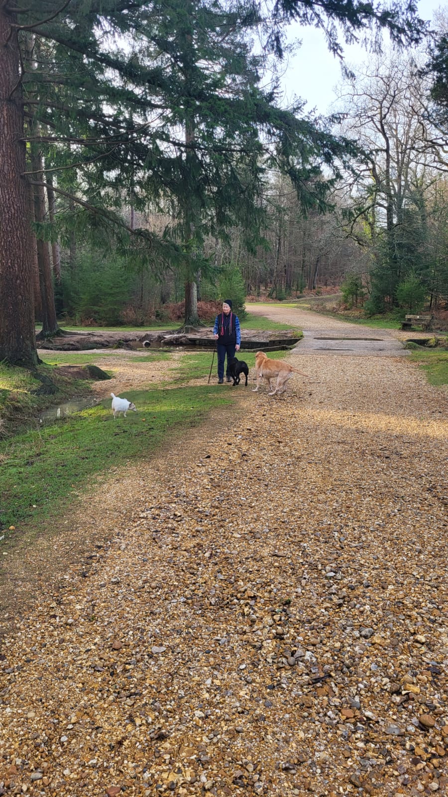 Forest Walks
